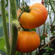 Hillbilly Potato Leaf Tomato Seeds for Planting – Heirloom Non-GMO Organic Garden Seeds – Large Sweet Fruits, High Germination