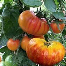Hillbilly Potato Leaf Tomato Seeds for Planting – Heirloom Non-GMO Organic Garden Seeds – Large Sweet Fruits, High Germination
