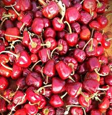 Ramnad Mundu Round Chilli Seeds for Planting – Heirloom Non-GMO Organic Garden Seeds – Spicy Compact Peppers, High Germination