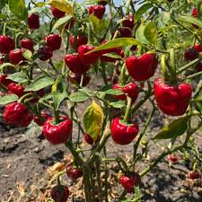 Ramnad Mundu Round Chilli Seeds for Planting – Heirloom Non-GMO Organic Garden Seeds – Spicy Compact Peppers, High Germination