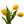 Yellow Tulip Flower Seeds for Planting – Heirloom Non-GMO Organic Garden Seeds – Compact Growth, High Germination