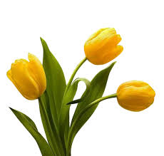 Yellow Tulip Flower Seeds for Planting – Heirloom Non-GMO Organic Garden Seeds – Compact Growth, High Germination