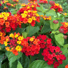 Red Yellow Lantana Flower Seeds - Colorful Display, Heirloom, Non-GMO Organic Garden Seeds for Planting