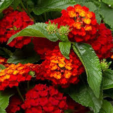 Red Yellow Lantana Flower Seeds - Colorful Display, Heirloom, Non-GMO Organic Garden Seeds for Planting