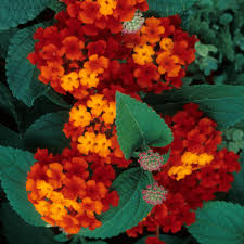 Red Yellow Lantana Flower Seeds - Colorful Display, Heirloom, Non-GMO Organic Garden Seeds for Planting