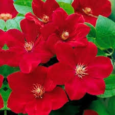 Deep Red Clematis Flower Seeds - Drought Tolerant, Heirloom, Non-GMO Organic Garden Seeds for Planting