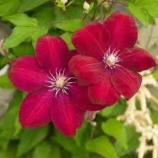 Deep Red Clematis Flower Seeds - Drought Tolerant, Heirloom, Non-GMO Organic Garden Seeds for Planting