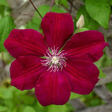 Deep Red Clematis Flower Seeds - Drought Tolerant, Heirloom, Non-GMO Organic Garden Seeds for Planting