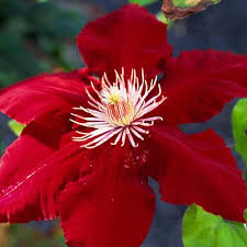 Deep Red Clematis Flower Seeds - Drought Tolerant, Heirloom, Non-GMO Organic Garden Seeds for Planting