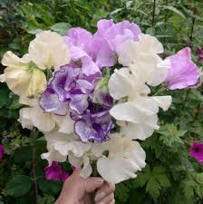 White Purple Sweet Pea Flower Seeds - Fragrant Blossoms, Heirloom, Non-GMO Organic Garden Seeds for Planting