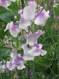 White Purple Sweet Pea Flower Seeds - Fragrant Blossoms, Heirloom, Non-GMO Organic Garden Seeds for Planting