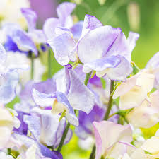 White Purple Sweet Pea Flower Seeds - Fragrant Blossoms, Heirloom, Non-GMO Organic Garden Seeds for Planting