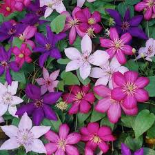 Mixed Clematis Flower Seeds - Pollinator Friendly, Heirloom, Non-GMO Organic Garden Seeds for Planting Seeds for Home Garden