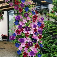 Mixed Clematis Flower Seeds - Pollinator Friendly, Heirloom, Non-GMO Organic Garden Seeds for Planting Seeds for Home Garden