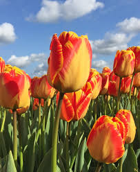 Yellow Red Tulip Flower Seeds for Planting – Heirloom, Non-GMO, Premium Organic Garden Seeds with High Germination