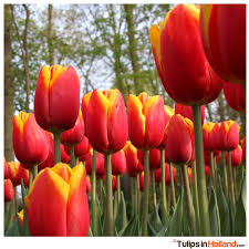 Red Yellow Tulip Flower Seeds - Compact Growth, Heirloom, Non-GMO Organic Garden Seeds for Planting