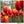 Yellow Red Tulip Flower Seeds for Planting – Heirloom, Non-GMO, Premium Organic Garden Seeds with High Germination