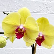 Yellow Red Phalaenopsis Orchid Flower Seeds - Perfect for Borders, Heirloom, Non-GMO Organic Garden Seeds for Planting