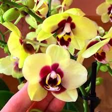 Yellow Red Phalaenopsis Orchid Flower Seeds - Perfect for Borders, Heirloom, Non-GMO Organic Garden Seeds for Planting
