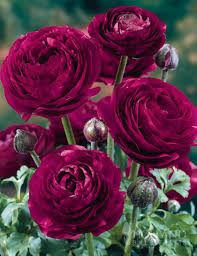 Burgundy Ranunculus Flower Seeds - Hardy Variety, Heirloom, Non-GMO Organic Garden Seeds for Planting