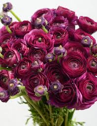 Burgundy Ranunculus Flower Seeds - Hardy Variety, Heirloom, Non-GMO Organic Garden Seeds for Planting