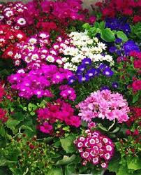 Mixed Color Florist&