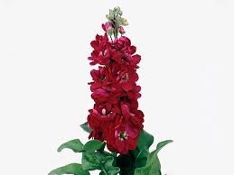 Red Matthiola Incana Flower Seeds - Heirloom, Non-GMO Organic Garden Seeds for Planting