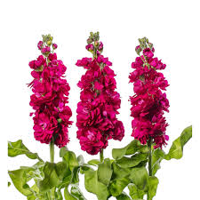 Red Matthiola Incana Flower Seeds - Heirloom, Non-GMO Organic Garden Seeds for Planting