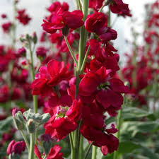 Red Matthiola Incana Flower Seeds - Heirloom, Non-GMO Organic Garden Seeds for Planting