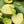 Yellow Anthurium Andraeanum Flower Seeds - Pollinator Friendly, Heirloom, Non-GMO Organic Garden Seeds for Planting