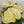 Yellow Anthurium Andraeanum Flower Seeds - Pollinator Friendly, Heirloom, Non-GMO Organic Garden Seeds for Planting