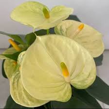 Yellow Anthurium Andraeanum Flower Seeds - Pollinator Friendly, Heirloom, Non-GMO Organic Garden Seeds for Planting