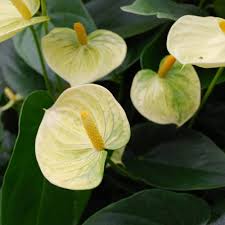 Yellow Anthurium Andraeanum Flower Seeds - Pollinator Friendly, Heirloom, Non-GMO Organic Garden Seeds for Planting