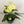 Yellow Anthurium Andraeanum Flower Seeds - Pollinator Friendly, Heirloom, Non-GMO Organic Garden Seeds for Planting