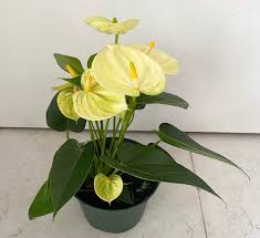 Yellow Anthurium Andraeanum Flower Seeds - Pollinator Friendly, Heirloom, Non-GMO Organic Garden Seeds for Planting