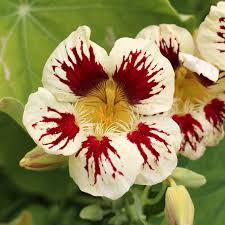 White Red Nasturtium Flower Seeds - Compact Growth, Heirloom, Non-GMO Organic Garden Seeds for Planting