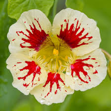 White Red Nasturtium Flower Seeds - Compact Growth, Heirloom, Non-GMO Organic Garden Seeds for Planting
