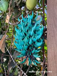 Black Strongylodon Macrobotrys Flower Seeds - Long Bloom Season, Heirloom, Non-GMO Organic Garden Seeds for Planting