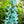 Black Strongylodon Macrobotrys Flower Seeds - Long Bloom Season, Heirloom, Non-GMO Organic Garden Seeds for Planting