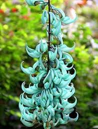 Black Strongylodon Macrobotrys Flower Seeds - Long Bloom Season, Heirloom, Non-GMO Organic Garden Seeds for Planting