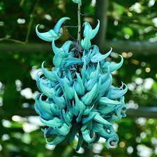 Black Strongylodon Macrobotrys Flower Seeds - Long Bloom Season, Heirloom, Non-GMO Organic Garden Seeds for Planting