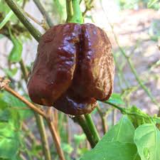 Moruga Scorpion Pepper Seeds for Planting - Extreme Heat, Heirloom, Non-GMO Organic Garden Seeds for Hot Pepper Lovers