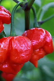 Trinidad Pepper Seeds for Planting – Heirloom Non-GMO Bold Caribbean Heat – Organic Garden Seeds