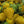 Yellow Strawberry Seeds for Planting - Rare Berries, Heirloom, Non-GMO Organic Garden Seeds for Unique Edible Gardens