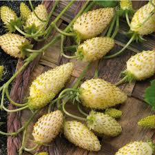 Yellow Strawberry Seeds for Planting - Rare Berries, Heirloom, Non-GMO Organic Garden Seeds for Unique Edible Gardens