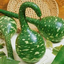 Speckled Swan Vegetable Seeds for Planting – Heirloom Non-GMO Ornamental Gourds – Organic Garden Seeds