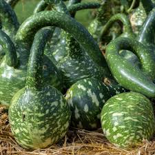 Speckled Swan Vegetable Seeds for Planting – Heirloom Non-GMO Ornamental Gourds – Organic Garden Seeds