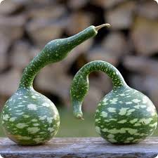 Speckled Swan Vegetable Seeds for Planting – Heirloom Non-GMO Ornamental Gourds – Organic Garden Seeds