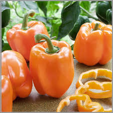 Orange Bell Pepper Seeds for Planting – Heirloom Non-GMO Sweet &amp; Colorful Variety – Organic Garden Seeds
