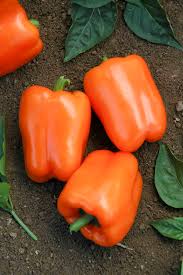 Orange Bell Pepper Seeds for Planting – Heirloom Non-GMO Sweet &amp; Colorful Variety – Organic Garden Seeds